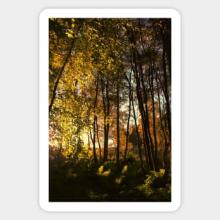 Forest Light Sticker